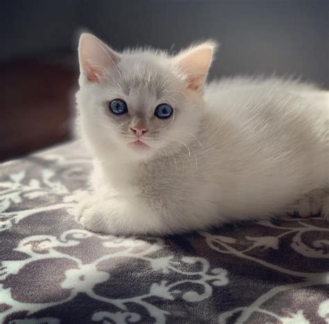 Munchkin Cats For Sale Cleveland Oh 290229 Petzlover