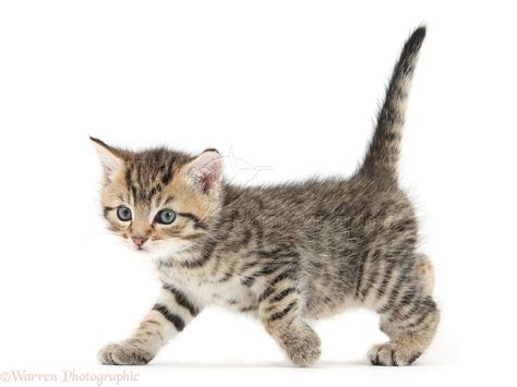 Cute Tabby Kitten 6 Weeks Old Walking Across Photo Wp35568