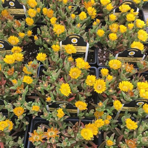 Maybe you would like to learn more about one of these? Knollwood Garden Center on Instagram: "Delosperma Golden ...