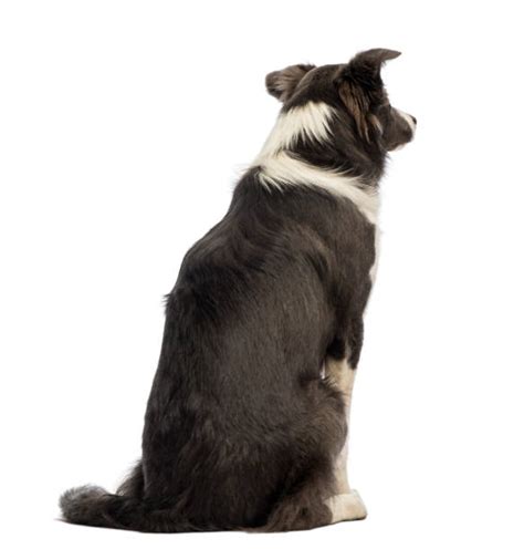Dog From Behind On White Stock Photos Pictures And Royalty Free Images