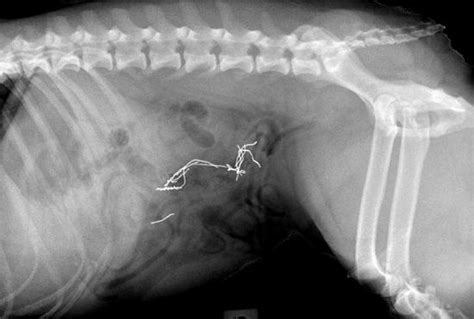 If your cat is having hairballs, you're not alone. intestinal obstruction in cats Gallery