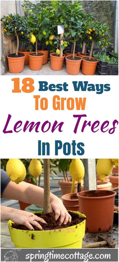 18 Best Ways To Grow Lemon Trees In Pots Lemon Trees In Pots How To