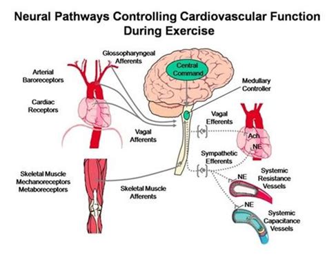 exercise physiology - Google Search | Physical Training ...