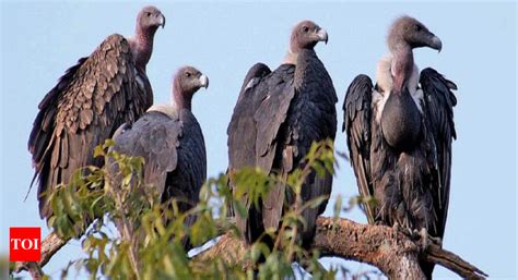 Culture Shock Ahmedabad City Loses All Its Vultures Ahmedabad News Times Of India