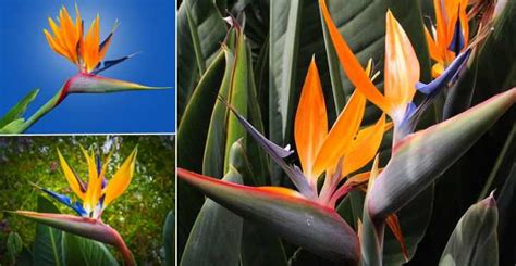 Bird Of Paradise Strelitzia Care How To Grow Bird Of Paradise Plant Indoors With Pictures