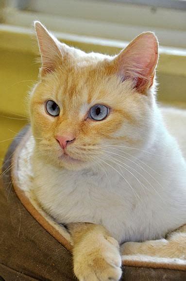 Siamese Cats Different Types British Shorthair