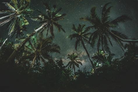 Nature Starry Night Night Palm Trees Wallpapers HD Desktop And Mobile Backgrounds