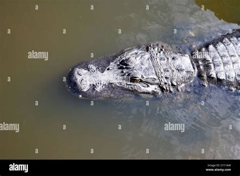 Head Of Large American Alligator Swimming Floating Near Water Surface