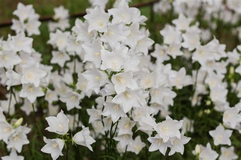 Premium Photo Campanula Carpatica Beautiful White Bell Flowers