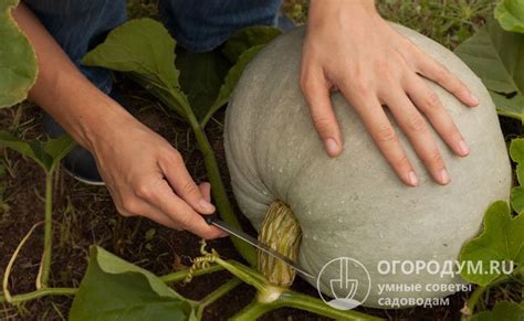 Посадка тыквы в открытый грунт: правила, сроки посадки весной семенами ...