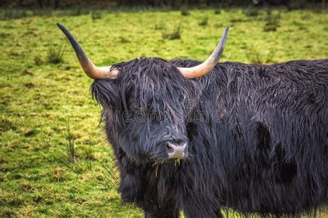723 Black Scottish Highland Cow Photos Free And Royalty Free Stock