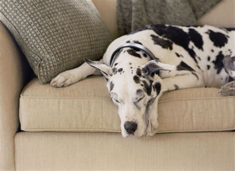 House Rules For Great Danes Big Dog Blog
