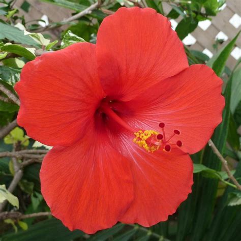 Hawaiian Live Red Hibiscus Plant Cutting 4 Pk 1 Per Pk Full Sun