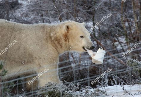 Hamish Polar Bear Highland Wildlife Park Editorial Stock Photo Stock