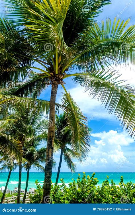 Miami Beach Palmen Stockfoto Bild Von Paradies Bunt 79890452