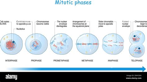 Etapas De La Mitosis Desde La Interfase La Profase Y La Prometafase
