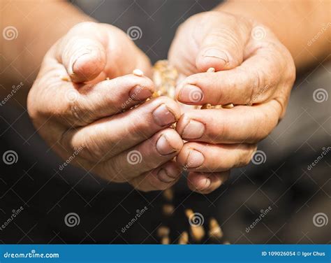 Grano Del Trigo En Las Manos 2018 Foto De Archivo Imagen De Dorado