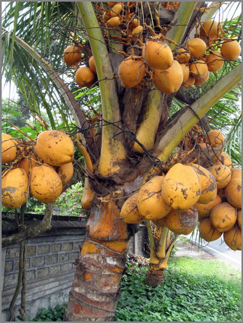 The word coconut is confusing because the word nut is contained in the name. Reshmi Agricultural Nursery Vattoli, Ambalakkulangara ...