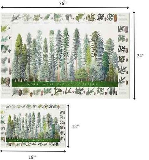 Northwest Conifers Tree Poster Identification Chart Tree