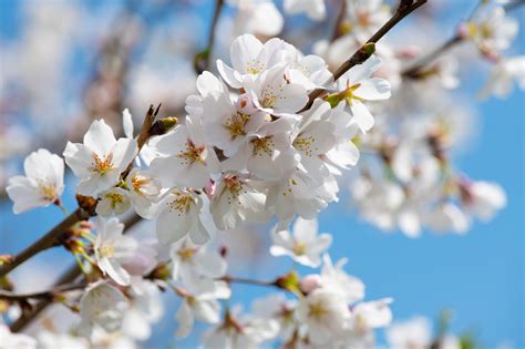 Free Images Beautiful Blooming Blossom Branch Bright