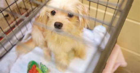 Whether you're looking to adopt, foster or volunteer, getting in contact with your local animal shelter is a great place to start. WATCH: First of Howell rescue dogs adopted