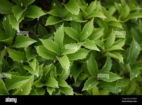 Evergreen Foliage Of Osmanthus Shrub Stock Photo Alamy