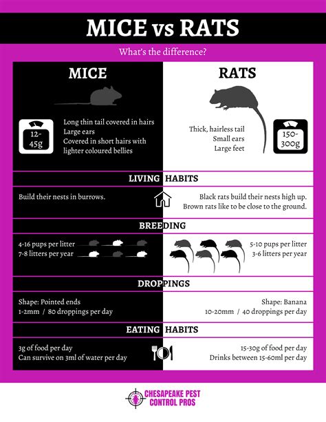 Since both of them fall under the category of rodents, most of you believe that they however, there are several points of difference between the two types of rodents. Mice Vs Rats - What's the Difference? INFOGRAPHIC