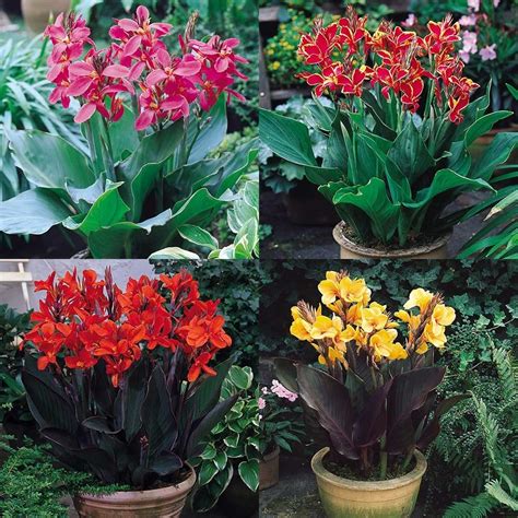 The best plants sell very quickly, so hurry up to order and get exclusive varieties first. Dwarf Cannas, compact plants growing to only 60cm ...