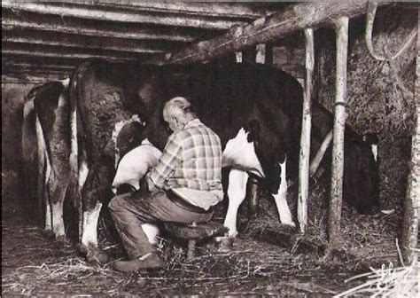 An Old Black And White Photo Of Two Men Milking Cows