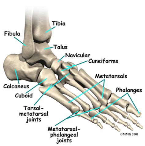 We did not find results for: Diagram showing metatarsal bones of the foot. | Download ...