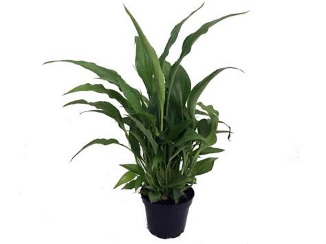 They're easy to maintain, and they can make a lovely addition to your home. Is A Peace Lily Toxic To Cats