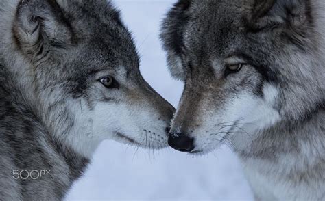 2659 Curtidas 16 Comentários By Wolves Bywolves No Instagram