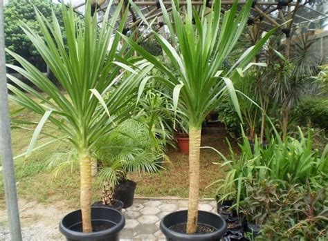 Tiada perosak dan penyakit serius menyerang pokok pandan. Cara Budidaya Tanaman Hias Pandan Bali "Peluang Bisnis ...