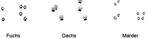 Speicherung und auswertung deines lernstandes. Tierspuren im Wald: So deuten Sie Fährten richtig