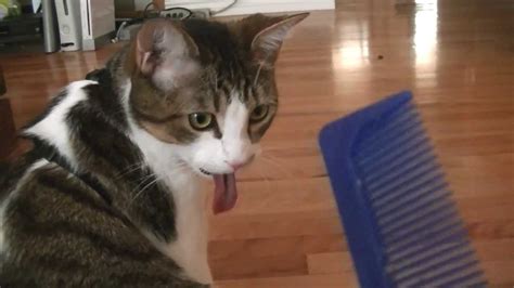 Funny Face Cat Sticking Tongue Out Þ Youtube