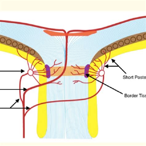 Schematic Diagram Blood Supply Of The Border Tissue Short Posterior