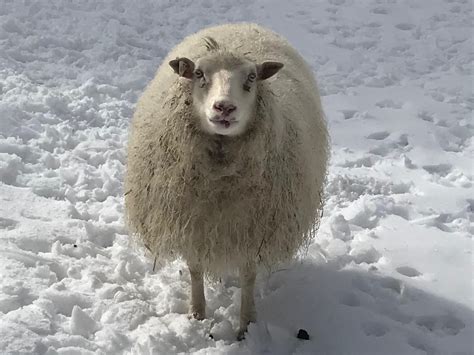 Icelandic Sheep In The Winter At East Hill Farm The Inn At East Hill Farm