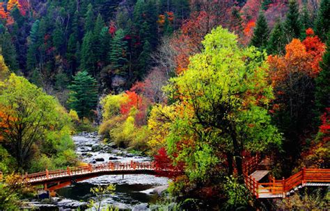 Here Are The Top 10 Most Beautiful Forests In China