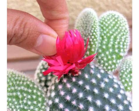 Do Stores Glue Fake Flowers On Cactus? Why and What To Do ...