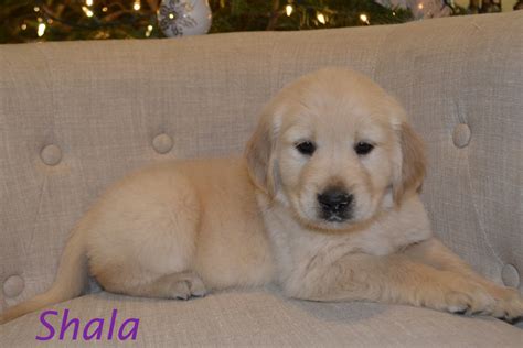Find a great cincinnati ohio dog breeder at dogbreederdirectory.com. Golden Retriever Puppies For Sale | Cincinnati, OH #287584