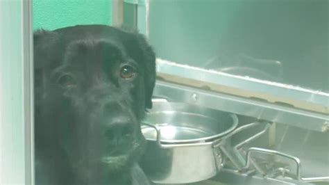 Animal advocates oppose bill that would modify regulations