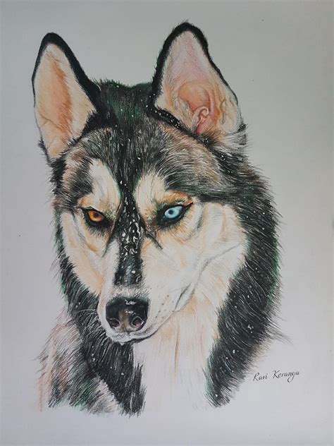 I Drew A Husky Using Pencil Color Drawing