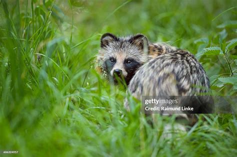 Raccoon Dog Nyctereutes Procyonoides High Res Stock Photo Getty Images