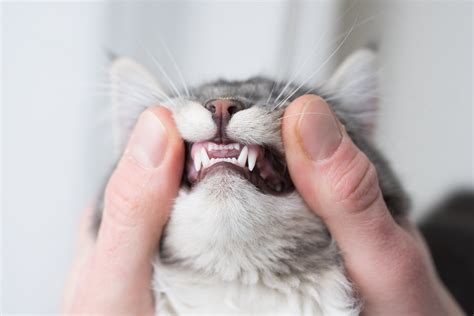Your Cats Bad Breath May Be The Start Of Something Worse