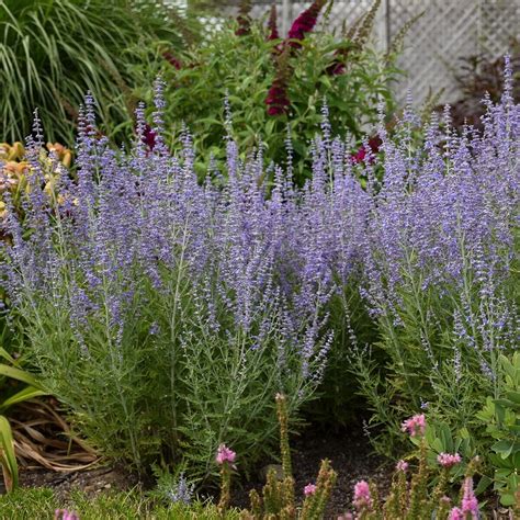 Perovskia Blue Jean Baby Russian Sage 525 Pot Well Rooted Perennial
