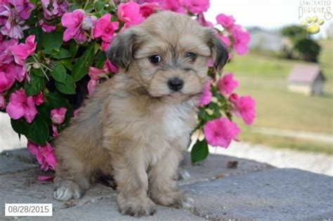 Petland carriage place has havanese puppies for sale! Havanese Puppy for Sale in Ohio | Havanese puppies for sale, Puppies for sale, Havanese puppies