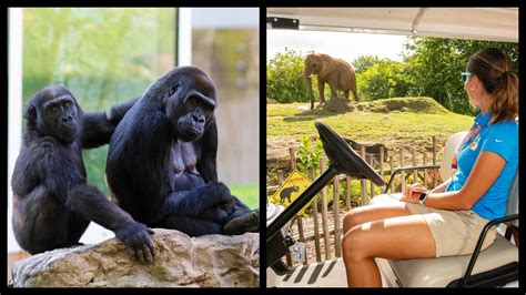 Top 10 Biggest Zoos In The World You Need To Visit Ranked