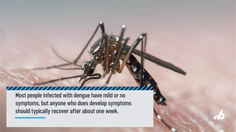 Florida Doh Issues Mosquito Borne Illness Alert For Broward County