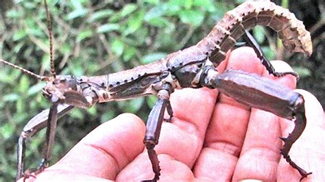 This will help clean the bite and can prevent additional infection. 15 Rare Animals You Didn't Know Existed | Stick insect ...