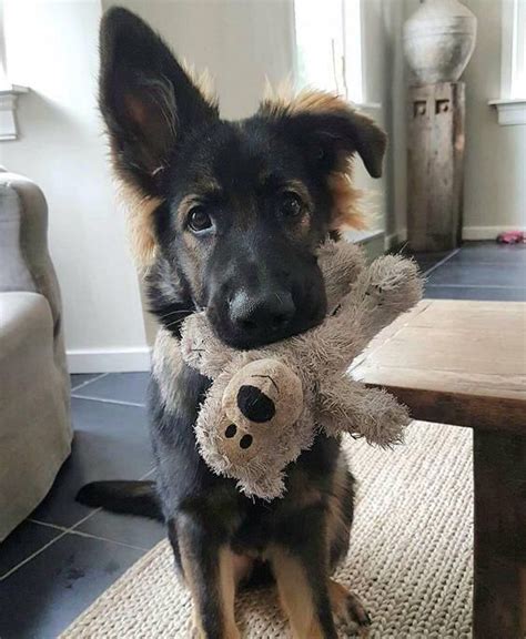 14 Reasons Why German Shepherds Are The Only Friends You Will Ever Need
